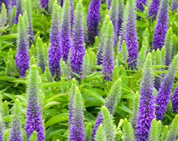 Veronica spicata Royal Candles ('Glory') (PBR) (speedwell)