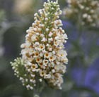 Buddleja davidii Buzz Ivory = 'Tobuivo' (Buzz Series)