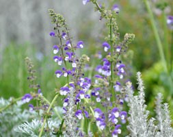 Salvia 'Madeline (PBR)' (sage)