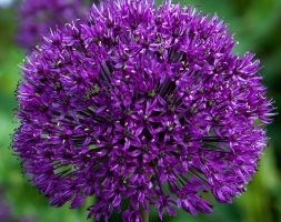 Allium hollandicum 'Purple Sensation' (Dutch garlic bulbs)