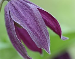 Clematis 'Brunette' (alpine clematis (group 1))