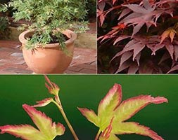 Acer palmatum 'Atropurpureum' (Japanese maple)