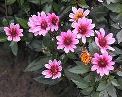 Dahlia Pretty Woman ('Vdtg43') (PBR)  (Dark Angel Series) (dahlia tuber)