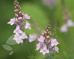 Linaria purpurea 'Canon J. Went' (toadflax)