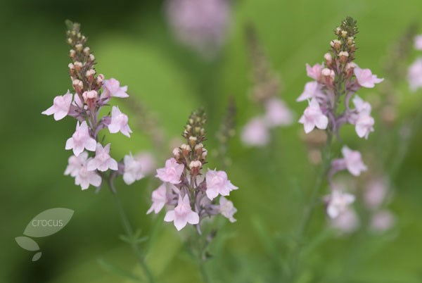 toadflax toadflax