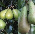 fruit