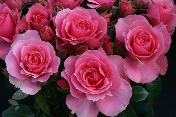 rose You're Beautiful (floribunda) rose You're Beautiful (floribunda)