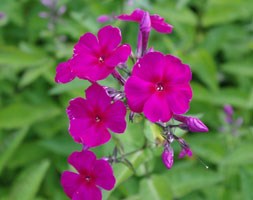 Phlox paniculata 'KirchenfÃ&frac14;rst' (phlox)