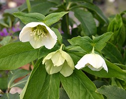 Helleborus x hybridus 'Yellow Lady' (Lady Series) (hellebore)