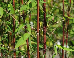 Fargesia Red Panda ('Jiu') (umbrella bamboo)