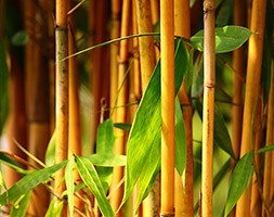 Phyllostachys vivax f.  aureocaulis (yellow-groove bamboo)