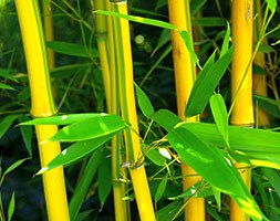 Phyllostachys aureosulcata f. spectabilis (showy yellow-groove bamboo)