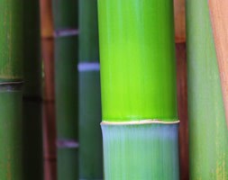 Phyllostachys bissetii (bamboo)