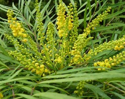 Mahonia 'Soft Caress' (mahonia)