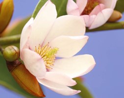 Magnolia Fairy Magnolia Blush ('MicJur01') (fairy magnolia)