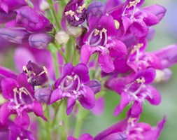 Penstemon 'Riding Hood Purple' (Riding Hood Series) (penstemon)