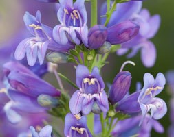 Penstemon 'Delft's Blue Riding Hood' (Riding Hood Series) (penstemon)