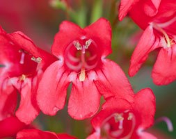 Penstemon 'Red Riding Hood' (PBR) (beard tongue)