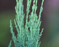 Juniperus scopulorum 'Blue Arrow' (Rocky Mountain juniper)