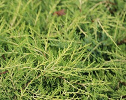 Juniperus x pfitzeriana 'Old Gold' (juniper)