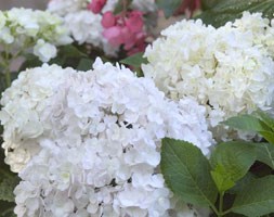 Hydrangea 'Blushing Bride' (PBR) (hydrangea)