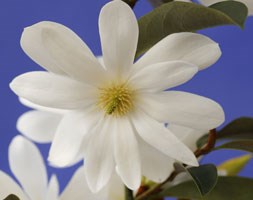 Magnolia Fairy White ('MicJur05') (PBR) (fairy magnolia)