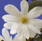 Magnolia Fairy Magnolia White ('MicJur05') (PBR)