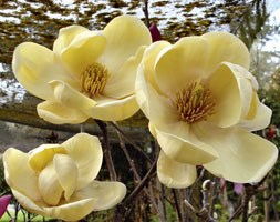 Magnolia Honey Tulip = 'JurmagXXXX' (PBR) (magnolia)