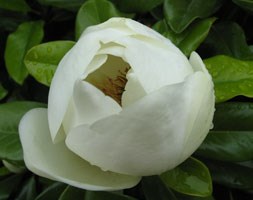 Magnolia Baby Grand Magnolia ('Strgra') (PBR) (evergreen magnolia)