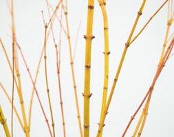 Acer palmatum (Palmatum Group) 'Bi Ho' (Japanese maple)
