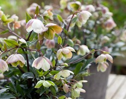 Helleborus x sahinii 'Winterbells' (hellebore)