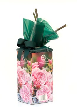 Rose Gift Pack 'Gentle Hermione' ('Gentle Hermione' Gift Pack)