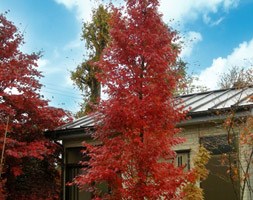 Acer palmatum Silhouette ('Tsukasa') (PBR) (Japanese maple)