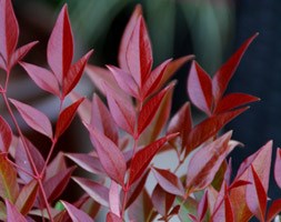 Nandina domestica Obsessed  ('Seika') (PBR) (heavenly bamboo)