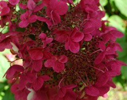 Hydrangea paniculata 'Wim's Red' (PBR) (hydrangea)
