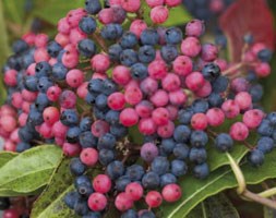 Viburnum nudum Brandywine ('Bulk') (PBR) (viburnum)