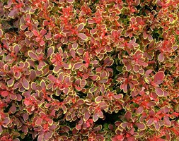 Berberis thunbergii  Golden Ruby ('Goruzam') (PBR) (barberry)