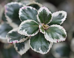 Ilex x meserveae 'Casanova' (blue holly)