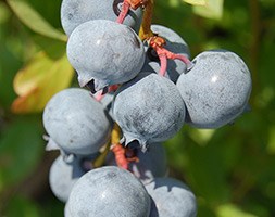 blueberry 'Blue Suede' (blueberry)