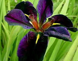 Iris 'Black Gamecock' (water iris)