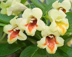 Weigela middendorffiana 'Mango' (weigela / weigelia)