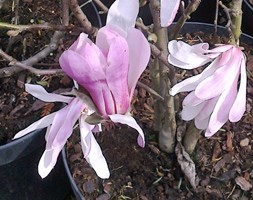Magnolia stellata 'Rosea' (star magnolia)