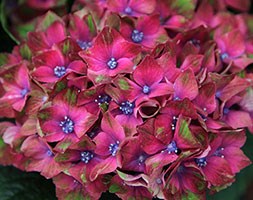 Hydrangea macrophylla 'Schloss Wackerbarth ('Horwack') (PBR)' (hydrangea)