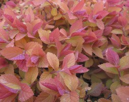 Spiraea Double Play Big Bang  ('Tracey') (bridal wreath)