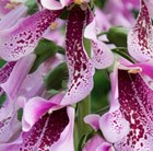 Digitalis Foxtrot