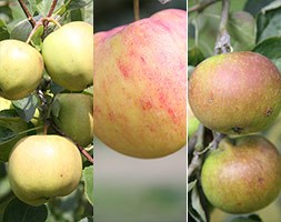 apple 'Discovery' / 'James Grieve' / 'Sunset' (family apple)