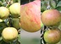 family apple