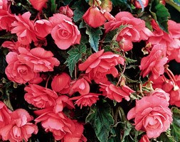 Begonia (Pendula Group) 'Pink Giant' (begonia tuber)