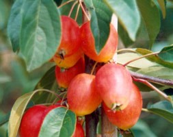 Malus 'John Downie' (crab apple)