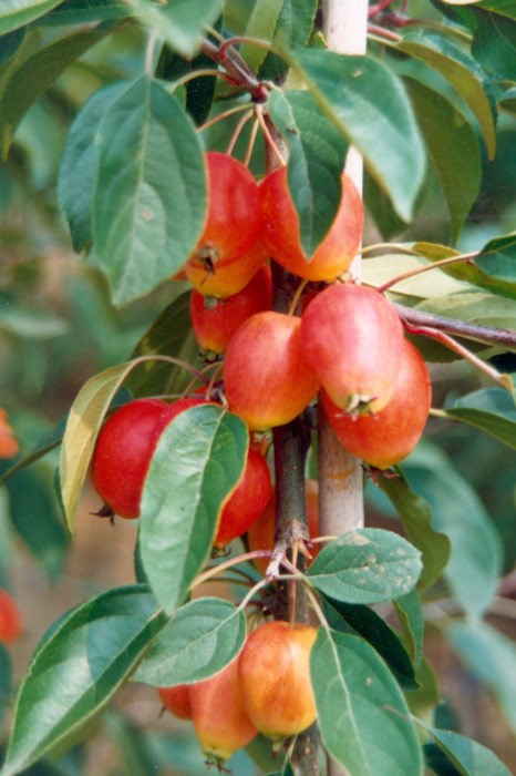 crab apple crab apple